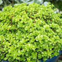 Sedum 'Green Blob' @ Hello Hello Plants