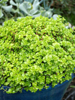 Sedum 'Green Blob' @ Hello Hello Plants