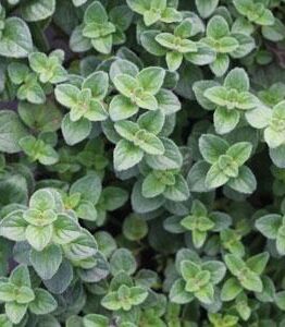 A close-up of Oregano 'Hot and Spicy' showcases its small, overlapping green leaves.
