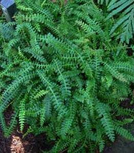 A dense cluster of green Blechnum 'Alpine Water Fern' 6" Pots with intricate leaf patterns, growing in a shadowy garden spot.