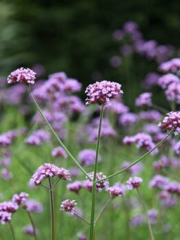 Verbena Bonariensis @ Hello Hello Plants