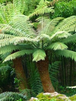 Dicksonia 'Soft Tree Fern' @ Hello Hello Plants