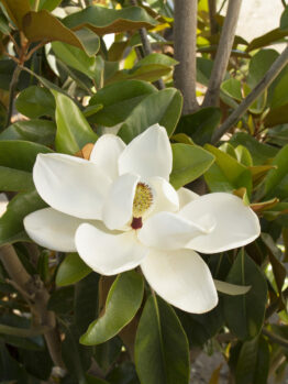 A single white Magnolia 'St Mary' 13" Pot flower in full bloom with glossy green leaves in the background.