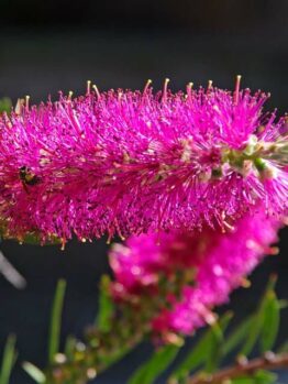 Callistemon 'Mauve Mist' 6" Pot @ Hello Hello Plants