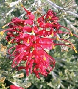 Close-up of a red Grevillea flower with yellow tips, flourishing in a Grevillea 'Seaspray' 6" Pot and surrounded by lush green foliage.
