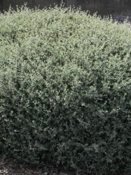 Rhagodia 'Creeping Saltbush' @ Hello Hello Plants