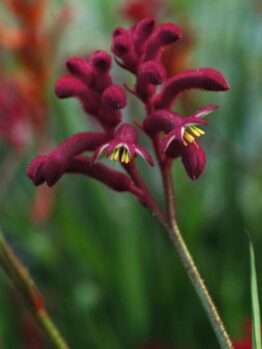 Kangaroo Paw 'Bush Joker' @ Hello Hello Plants