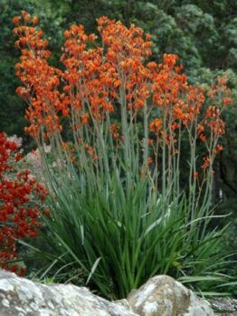 Kangaroo Paw ‘Orange Cross’ @ Hello Hello Plants