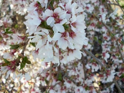 Close-up of white Prunus 'Falling Snow' Weeping Cherry Groundcover 10" Pot blossoms with pink centers in bloom.