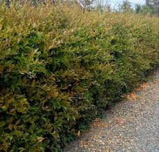 A neatly trimmed Acmena 'Firescreen' Lilly Pilly hedge lining a gravel path, with scattered autumn leaves on the ground.