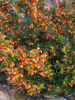 Grevillea Firecracker @ Hello Hello Plants