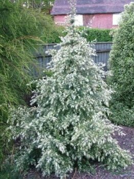 Cedrus 'White Imp' @ Hello Hello Plants