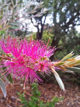 Callistemon 'Purple Cloud' @ Hello Hello Plants