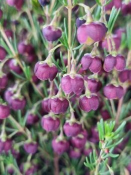 Close-up of Boronia 'Heaven Scent' flowers, featuring clusters of small, round purple blooms with green stems and leaves in a 6" pot.