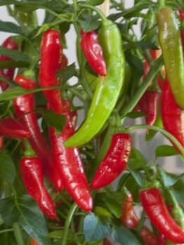 A cluster of ripe red and green Capsicum 'Hot Fajita' Chilli Pepper 4" Pot hanging on a plant with green leaves.
