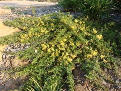 Grevillea 'Prostrate Gold' @ Hello Hello Plants