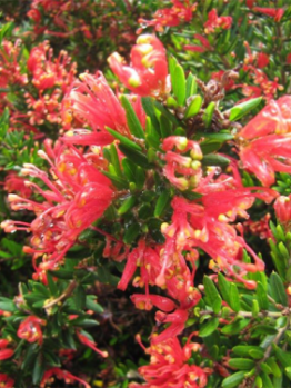 Grevillea 'Raspberry Ripple' @ Hello Hello Plants