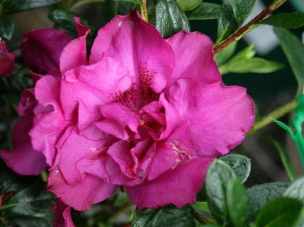 Azalea 'Violacea' @ Hello Hello Plants