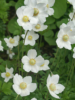 Anemone 'Snowdrop Windflower' @ Hello Hello Plants