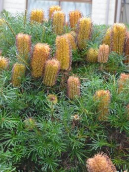 A lush green Banksia 'Black Magic' 10" Pot with dense spiky leaves and numerous upright brownish-orange cylindrical cones.