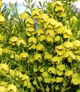 Boronia Lutea @ Hello Hello Plants