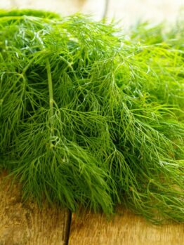 Anethum graveolens 'Growing Dill' @ Hello Hello Plants