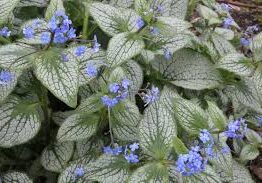A cluster of Brunnera 'Silver Heart' 6" Pot plants with heart-shaped, silver-veined leaves and small blue flowers.