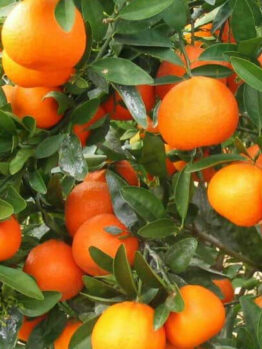 Mandarin 'Afourer' @ Hello Hello Plants