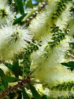 Close-up of Callistemon pallidus 'Lemon Bottlebrush' 10" Pot flowers in bloom with green leaves in the background.