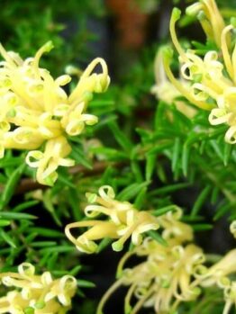 Grevillea 'Prostrate Gold' @ Hello Hello Plants