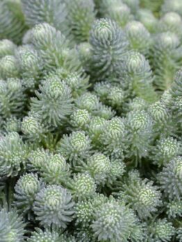 Sedum 'Grey Blob' @ Hello Hello Plants