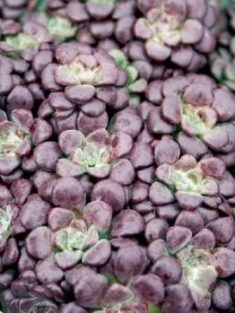 A close-up of Sedum Purple BLOB® in a 6" pot highlights its round, overlapping purple leaves with a distinctive speckled texture that epitomizes its signature look.