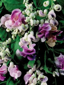 A cluster of vibrant purple and white Vigna 'Snail Creeper/Vine' 6" Pot flowers intertwined with green leaves and delicate white buds.