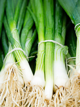 Fresh Spring Onion 4" Pot with white bulbs and roots, neatly bundled together on display.