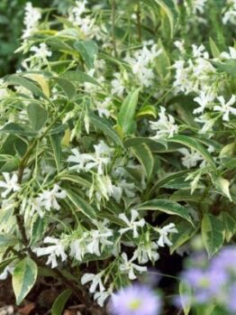 Trachelospermum 'Sunlover' Jasmine