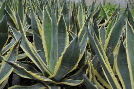 A dense cluster of Agave americana 'Century Plant' plants in a 6" pot, with thick, pointed leaves featuring sharp edges and a green color with yellow borders.