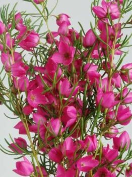 A cluster of vibrant pink Boronia 'Magenta Stars' 6" Pot flowers with green needle-like leaves against a light gray background.