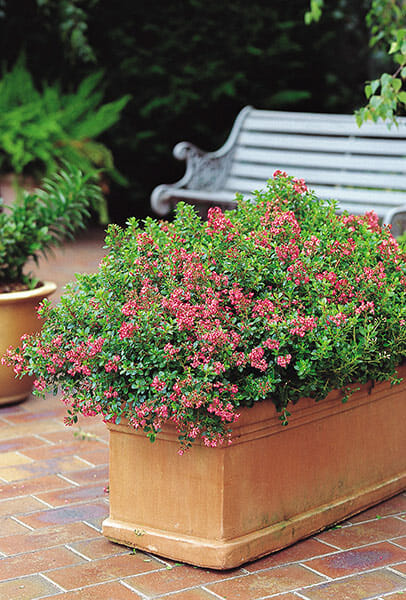 A large terracotta pot filled with blooming pink flowers on a garden path, with a metal bench and an Escallonia 'Hedge with an Edge' Appleblossom 6" Pot in the background.