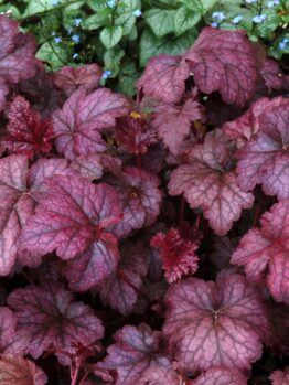 Dense cluster of crimson Heuchera 'Amethyst Mist' Coral Bells leaves with a few small blue flowers interspersed.