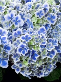 Close-up of vibrant Hydrangea 'Tea Time™ Bicolour' 2L Pot flowers with visible green leaves.