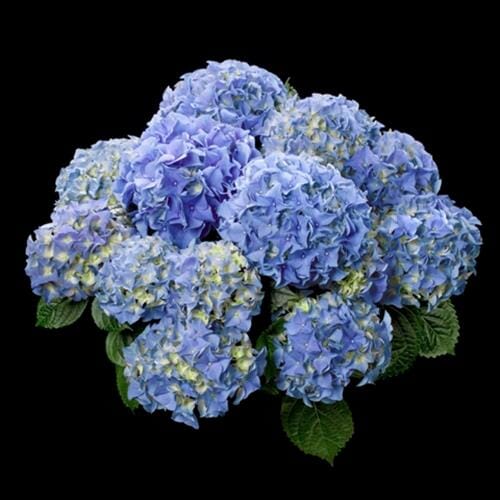 A cluster of Hydrangea 'Tea Time™ Bicolour' 2L Pot flowers with vibrant green leaves against a black background.