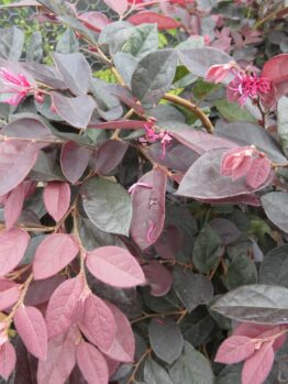 A close-up of a Loropetalum 'Burgundy' 6" Pot shrub with vibrant pink flowers and deep purple leaves.