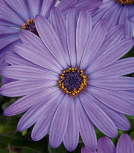 Close-up of Osteospermum 'Power Pack Blue' African Daisy flowers with detailed view of the petals and vibrant yellow and blue centers.
