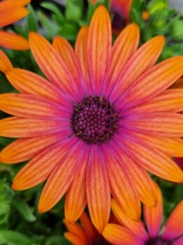 Close-up of the vibrant Osteospermum 'Zion Copper Amethyst' African Daisy, featuring orange petals and a purple center, surrounded by lush green foliage.