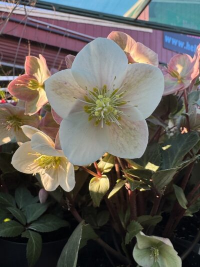 Helleborus 'Shooting Star' Hellebore