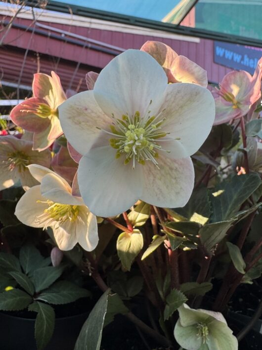 Helleborus 'Shooting Star' Hellebore