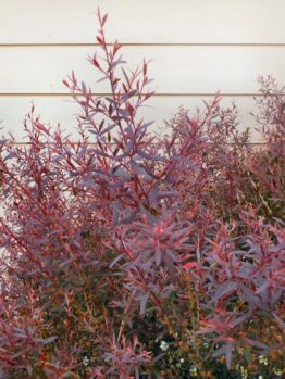 A close-up view of a Leptospermum 'Burgundy' Tea Tree 10" Pot bush with reddish-purple leaves in front of a white siding wall.