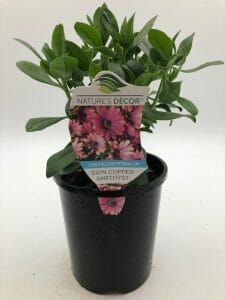 Osteospermum 'Zion Copper Amethyst' African Daisy 6" Pot - Image 2