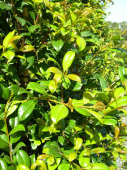 Lush green Syzygium 'Aussie Southern' Lilly Pilly 6" Pot with dense foliage and vibrant, glossy leaves, under bright sunlight.