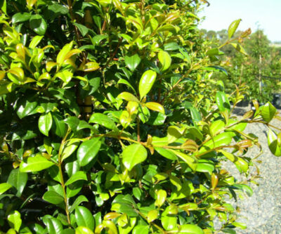 Lush green Syzygium 'Aussie Southern' Lilly Pilly 6" Pot with dense foliage and vibrant, glossy leaves, under bright sunlight.